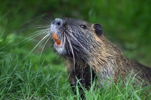 Beaver Teeth Enamel